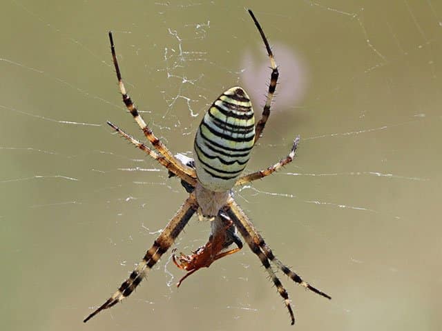 Aranhas