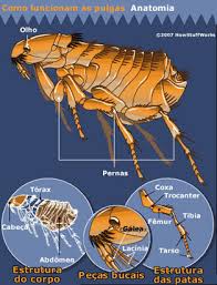 Anatomia da Pulga