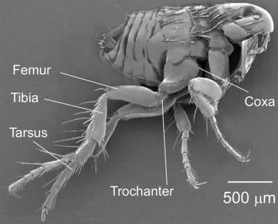 Anatomia da Pulga