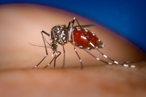 Dedetização de Dengue no Guarujá