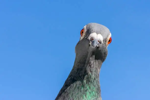 Pombos